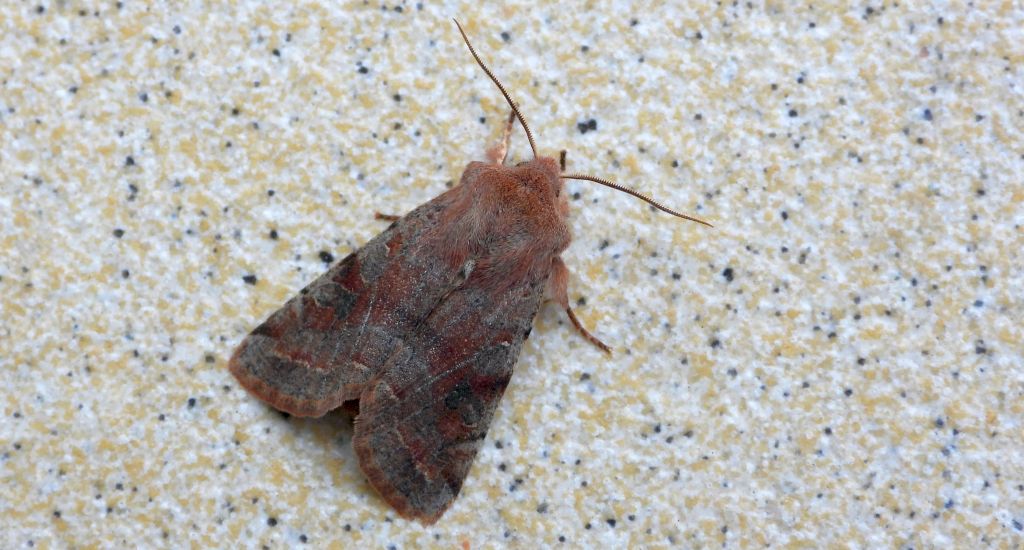 Piętnówka zmiennica (Orthosia incerta)