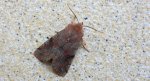 Piętnówka zmiennica (Orthosia incerta)