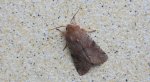 Piętnówka zmiennica (Orthosia incerta)