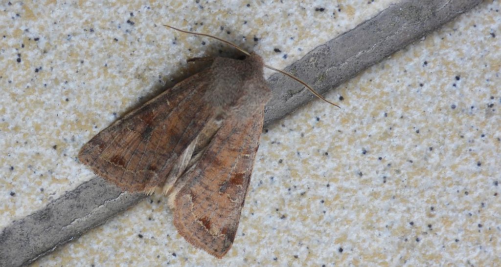Piętnówka zmiennica (Orthosia incerta)
