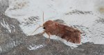 Piętnówka zmiennica (Orthosia incerta)