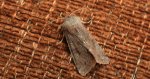 Piętnówka zmiennica (Orthosia incerta)