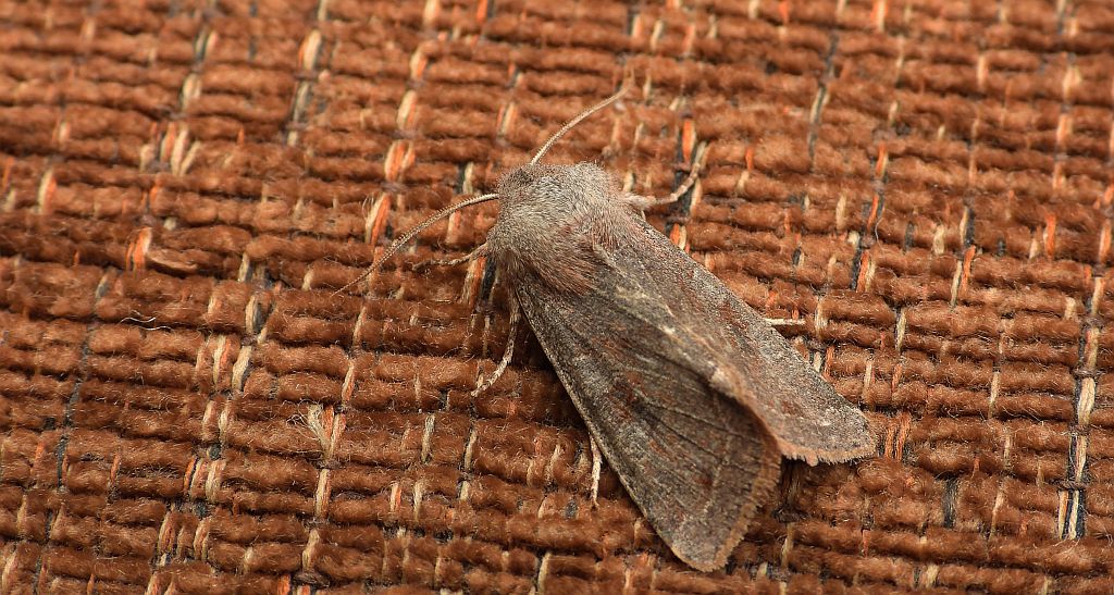 Piętnówka zmiennica (Orthosia incerta)