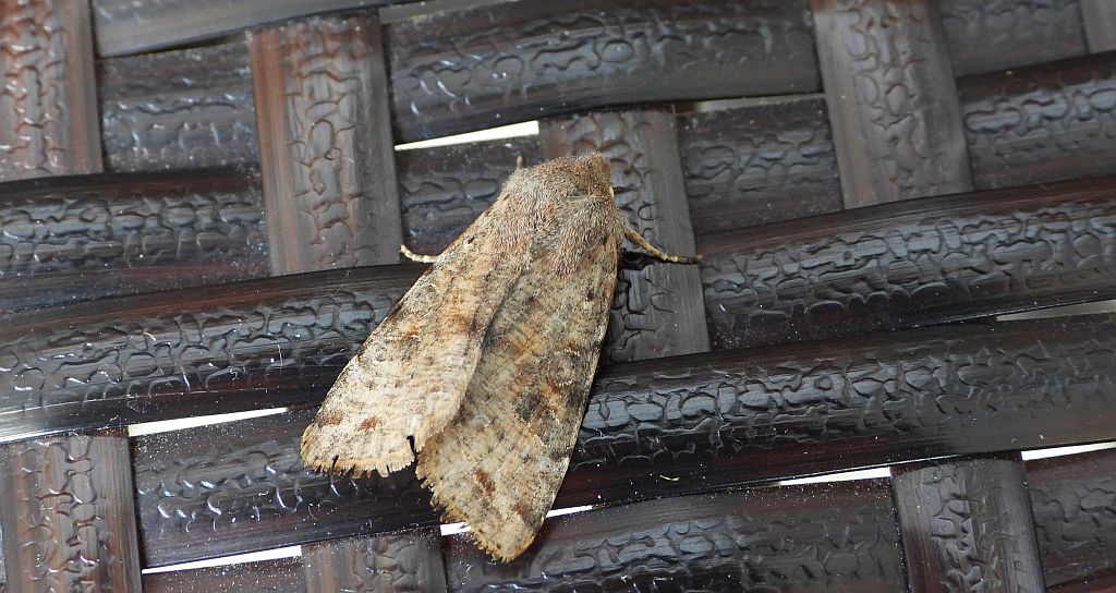 Piętnówka zmiennica (Orthosia incerta)