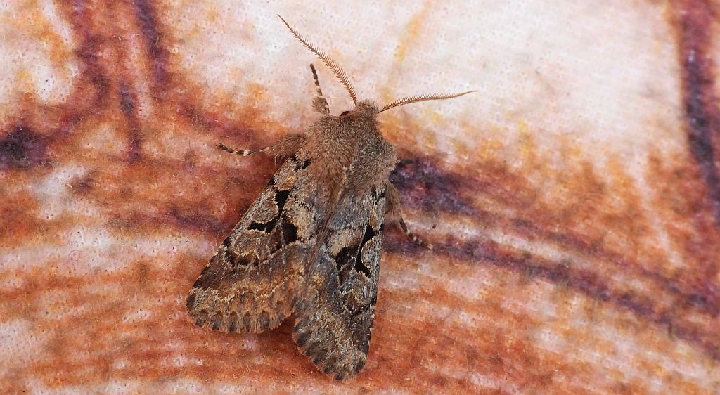 Piętnówka wiciokrzewka (Orthosia gothica)