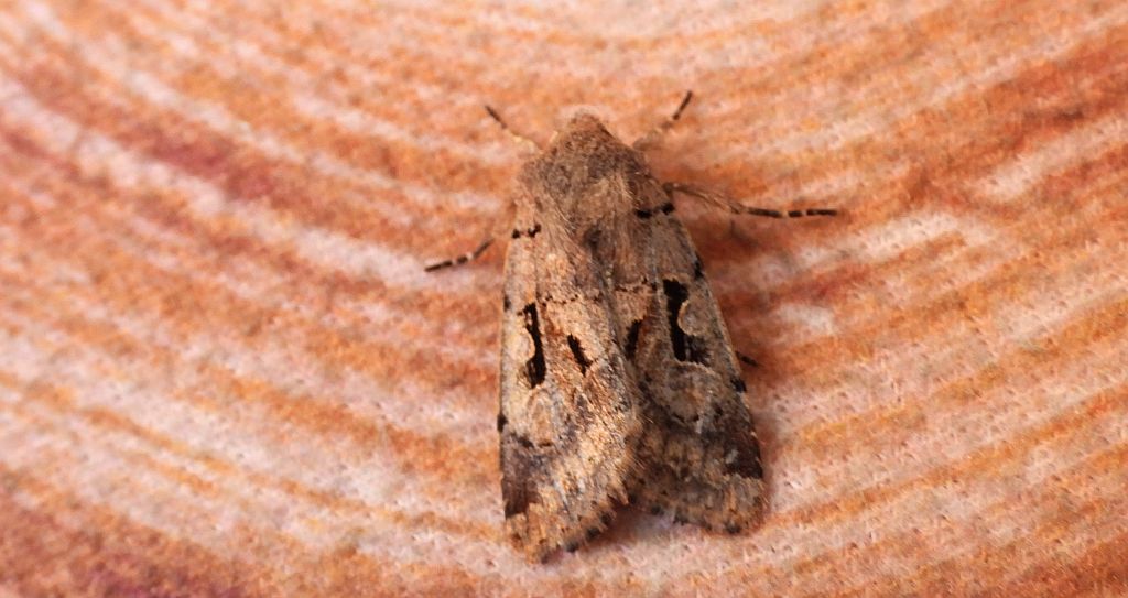 Piętnówka wiciokrzewka (Orthosia gothica)