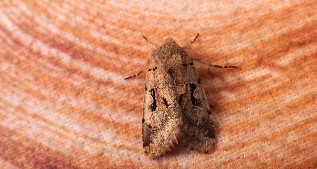 Piętnówka wiciokrzewka (Orthosia gothica)