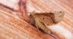 Piętnówka zmiennica (Orthosia incerta)