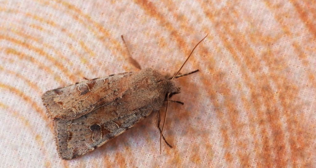 Piętnówka zmiennica (Orthosia incerta)
