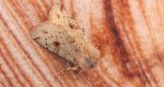Piętnówka zmiennica (Orthosia incerta)
