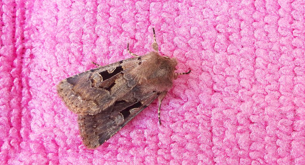 Piętnówka wiciokrzewka (Orthosia gothica)