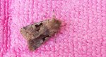 Piętnówka wiciokrzewka (Orthosia gothica)