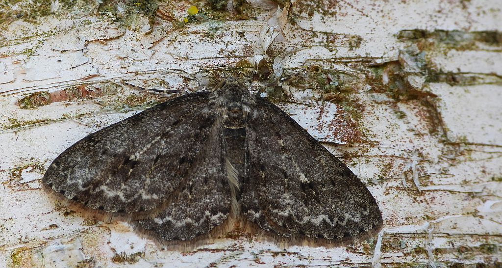 Przylepek pomrocznik (Ectropis crepuscularia)