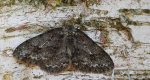 Przylepek pomrocznik (Ectropis crepuscularia)