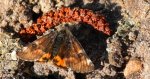 Bęsica kwietniówka (Archiearis parthenias)
