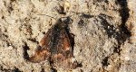 Bęsica kwietniówka (Archiearis parthenias)