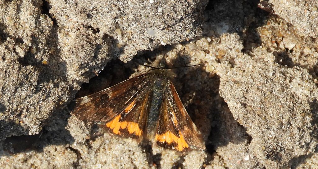 Bęsica kwietniówka (Archiearis parthenias)