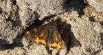 Bęsica kwietniówka (Archiearis parthenias)