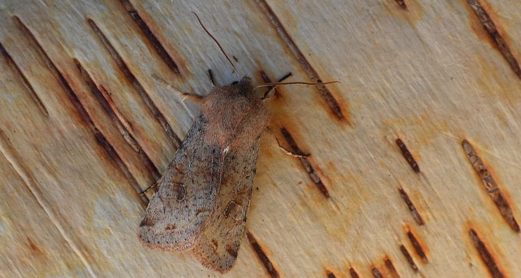 Piętnówka zmiennica (Orthosia incerta)