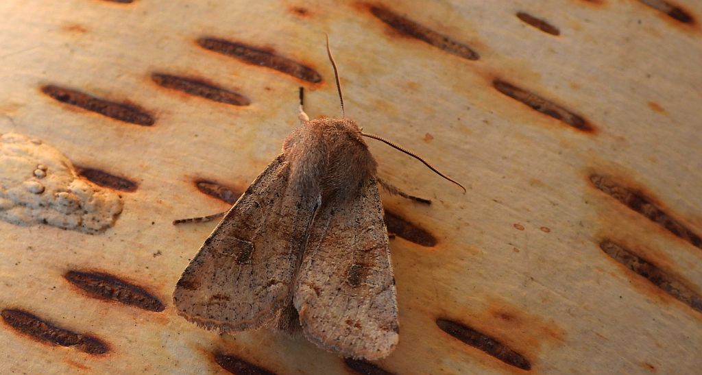 Piętnówka zmiennica (Orthosia incerta)
