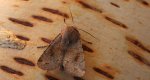 Piętnówka zmiennica (Orthosia incerta)