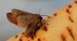 Piętnówka zmiennica (Orthosia incerta)