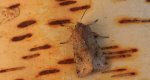 Piętnówka zmiennica (Orthosia incerta)