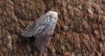 Piętnówka zmiennica (Orthosia incerta)