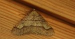 Zimowek obrzeżek (Agriopis marginaria)