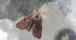 Piętnówka zmiennica (Orthosia incerta)