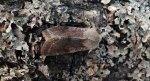 Piętnówka zmiennica (Orthosia incerta)