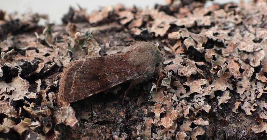 Piętnówka zmiennica (Orthosia incerta)