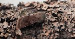 Piętnówka zmiennica (Orthosia incerta)