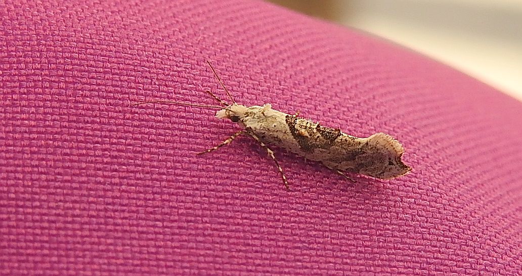 Ypsolopha asperella