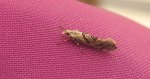 Ypsolopha asperella