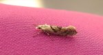 Ypsolopha asperella