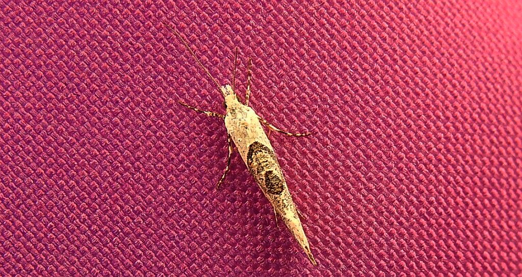 Ypsolopha asperella