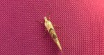 Ypsolopha asperella