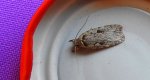 Agonopterix ocellana