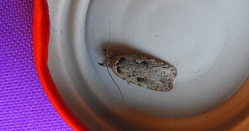 Agonopterix ocellana