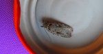 Agonopterix ocellana