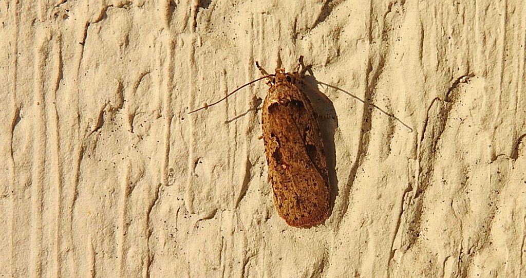 Agonopterix ocellana