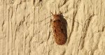Agonopterix ocellana