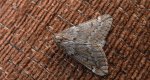 Nierównik kasztaniak (Alsophila aescularia)