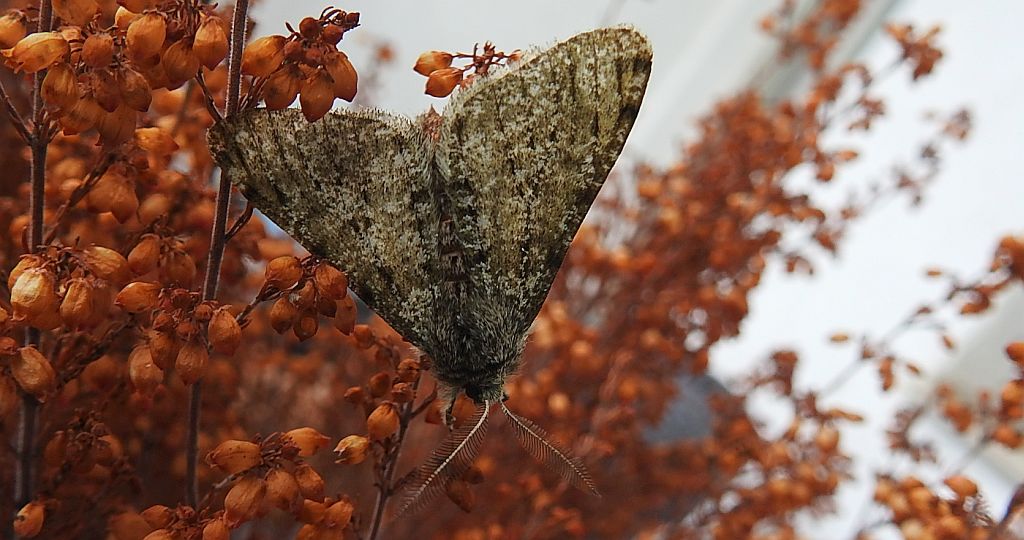 Włochacz naśnieżek (Phigalia pilosaria)