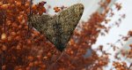Włochacz naśnieżek (Phigalia pilosaria)