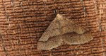 Zimowek obrzeżek (Agriopis marginaria)