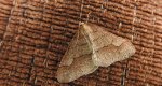 Zimowek obrzeżek (Agriopis marginaria)
