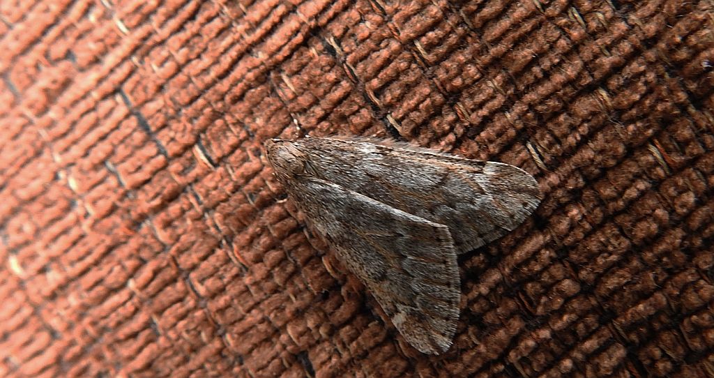 Nierównik kasztaniak (Alsophila aescularia)