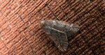 Nierównik kasztaniak (Alsophila aescularia)